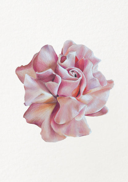 Rose - June Birthflower