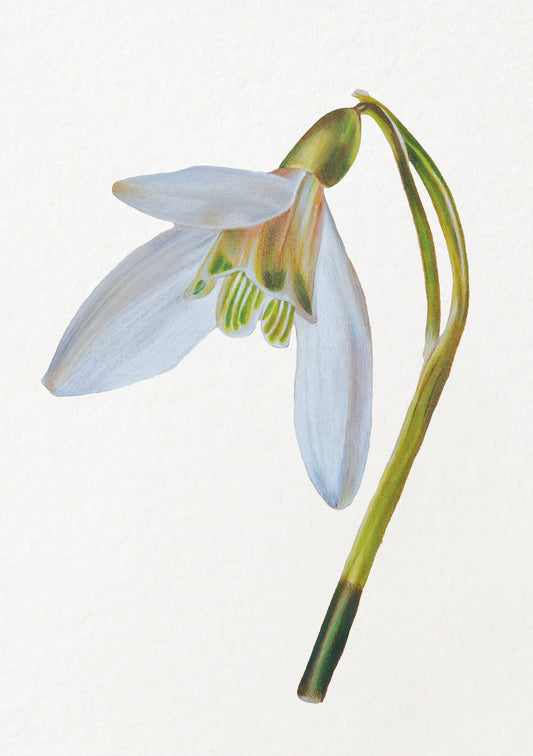 Snowdrop - January Birthflower