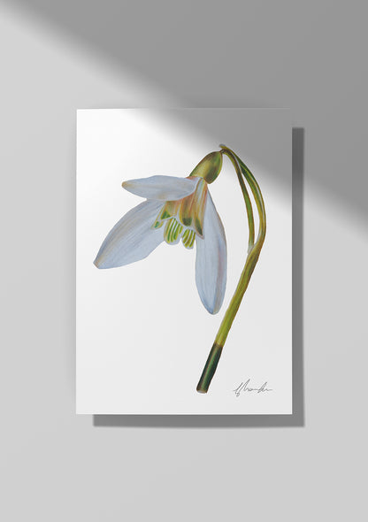 Snowdrop - January Birthflower