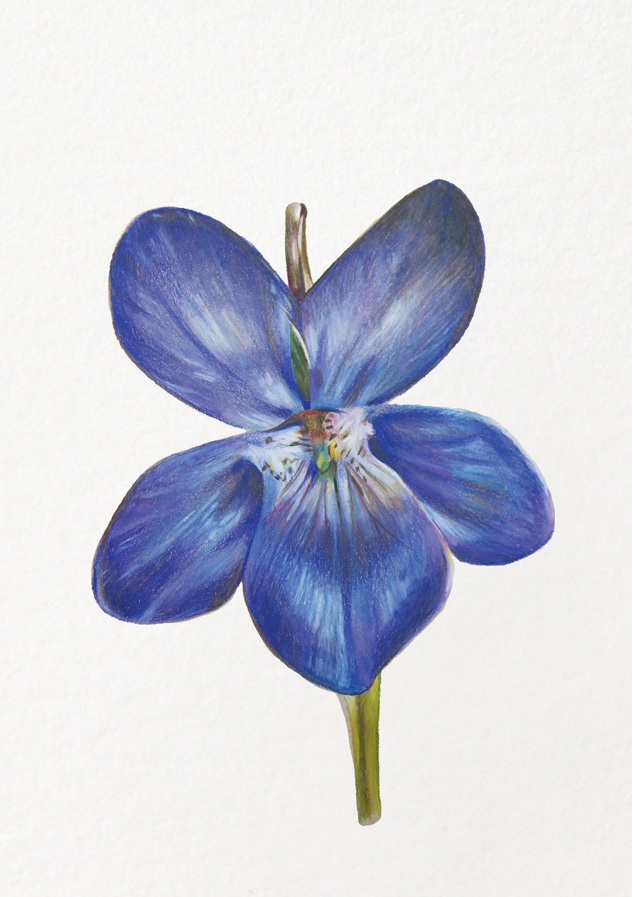 Violet - February Birthflower