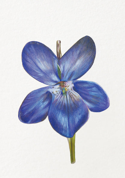 Violet - February Birthflower