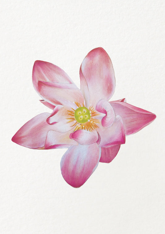 Water Lily - July Birthflower