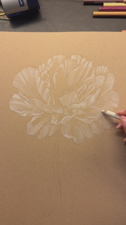 Peony - November Birthflower