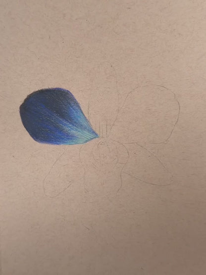 Blue Orchid